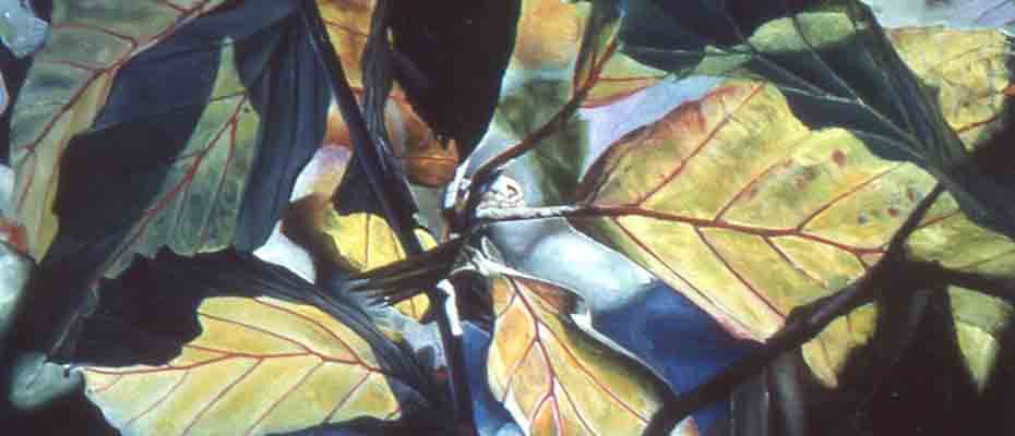 slide show beech